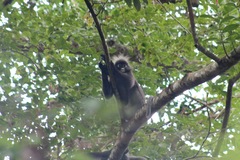 Trachypithecus obscurus