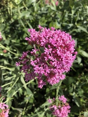 Centranthus ruber