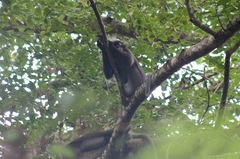 Trachypithecus obscurus