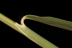 Sorghastrum elliottii
