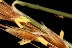 Sorghastrum elliottii