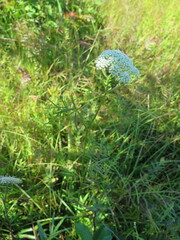 Ostericum maximowiczii maximowiczii