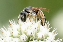 Halictus parallelus