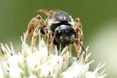 Halictus parallelus