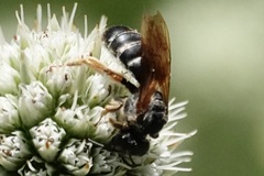 Halictus parallelus
