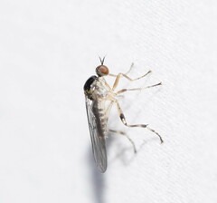 Ocydromiinae