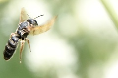 Halictus parallelus