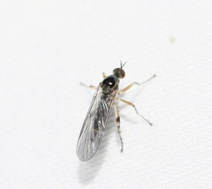 Ocydromiinae