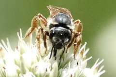 Halictus parallelus