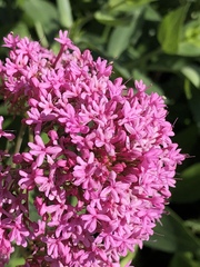 Centranthus ruber