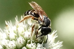 Halictus parallelus