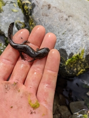 Dicamptodon tenebrosus