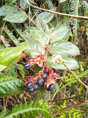 Gaultheria