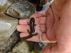 Dicamptodon tenebrosus