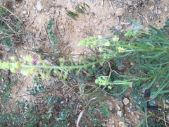 Reseda lutea