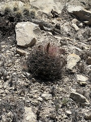 Hamatocactus hamatacanthus
