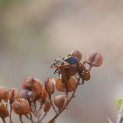 Spilostethus pacificus