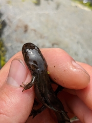 Dicamptodon tenebrosus