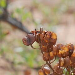Spilostethus pacificus
