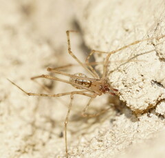Cryptachaea gigantipes