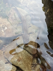 Dicamptodon tenebrosus