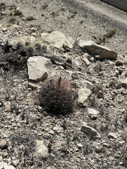 Hamatocactus hamatacanthus