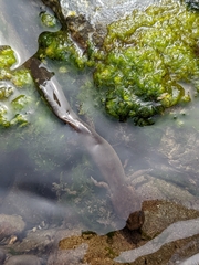 Dicamptodon tenebrosus