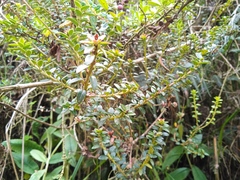 Gaultheria