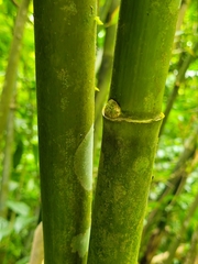 Phyllostachys