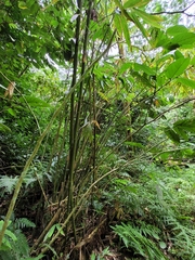 Phyllostachys