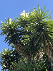 Cordyline australis