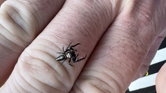 Opisthoncus grassator