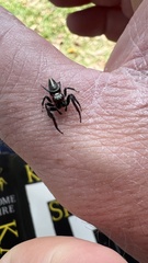 Opisthoncus grassator