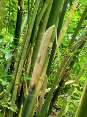 Phyllostachys