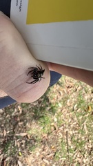 Opisthoncus grassator