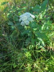 Ostericum maximowiczii maximowiczii