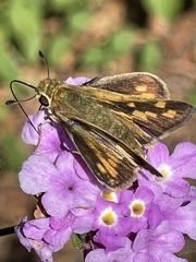 Hylephila
