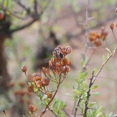Spilostethus pacificus