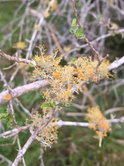 Teloschistes flavicans