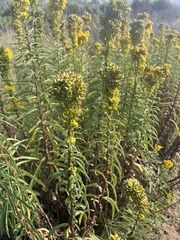 Solidago spathulata