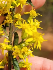 Solidago erecta
