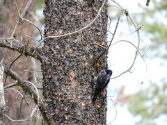 Picoides dorsalis