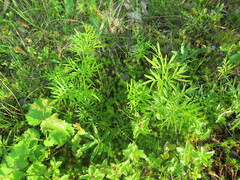Ostericum maximowiczii maximowiczii