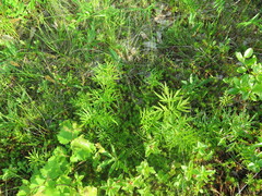 Ostericum maximowiczii maximowiczii