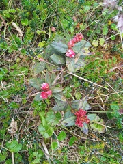 Gaultheria