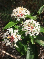 Pimelea longifolia