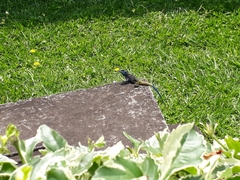 Acanthocercus atricollis