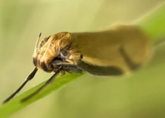 Philobota protecta