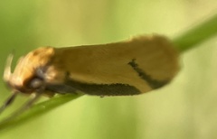 Philobota protecta