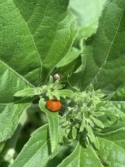 Cycloneda sanguinea